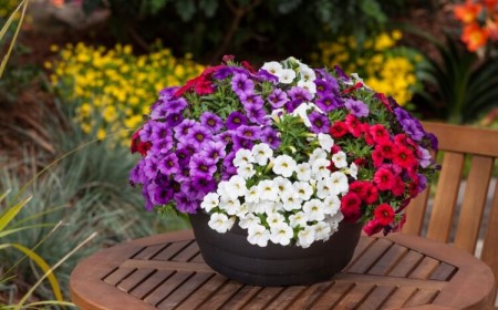 plantes pour terrasse plein soleil calibrachoa