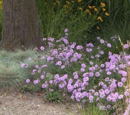 plantes résistant au soleil espèces rosettes feuilles basales tiges feuillues poilues lisses