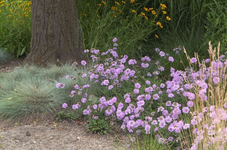 plantes résistant au soleil espèces rosettes feuilles basales tiges feuillues poilues lisses