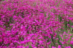 plantes vivaces basses et tapissantes dianthus sternkissen