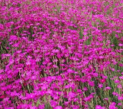 plantes vivaces basses et tapissantes dianthus sternkissen