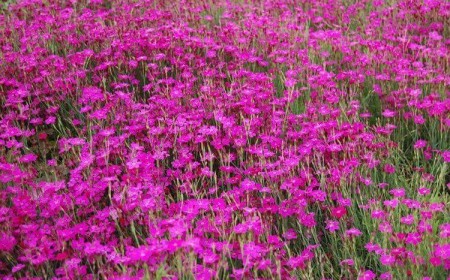 plantes vivaces basses et tapissantes dianthus sternkissen