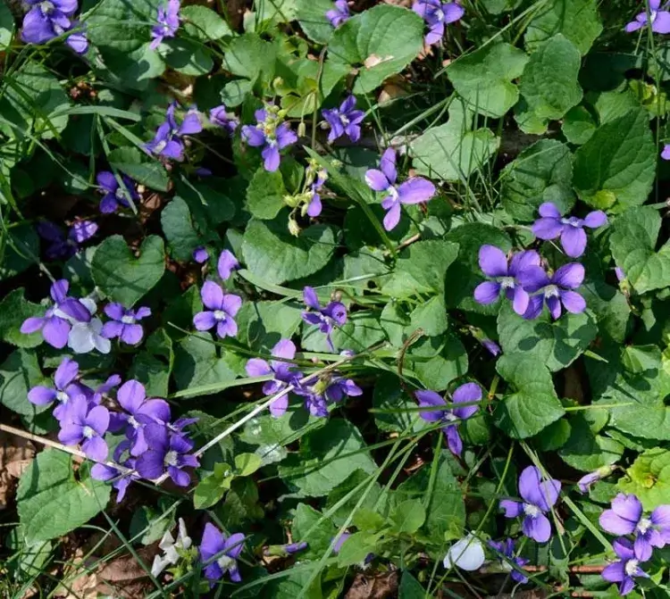 plantes vivaces basses pour massif violettes sauvages