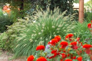 plantes vivaces résistant à la sécheresse planter patio allées délimiter doucement espace