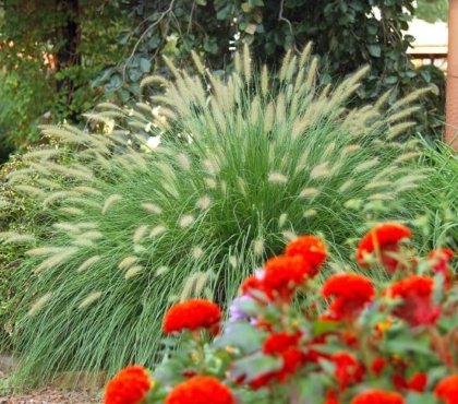 plantes vivaces résistant à la sécheresse planter patio allées délimiter doucement espace