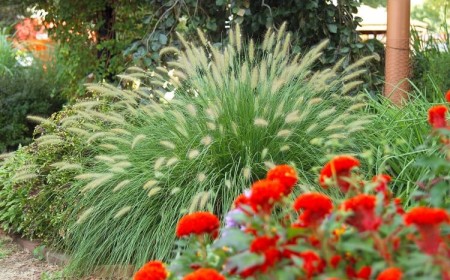 plantes vivaces résistant à la sécheresse planter patio allées délimiter doucement espace