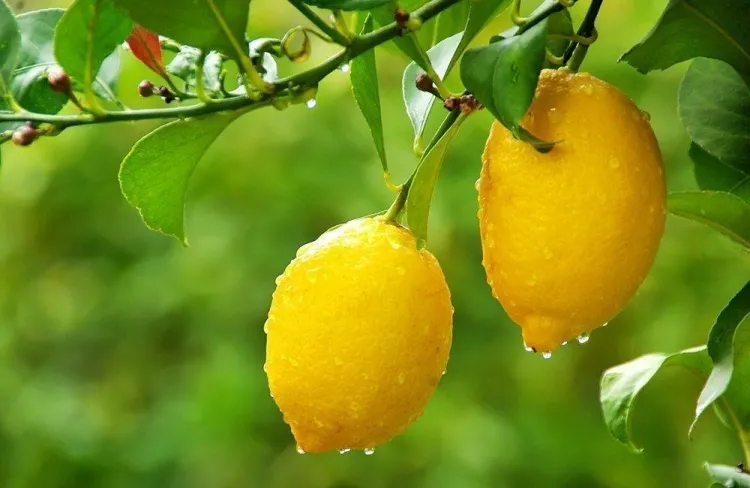 pourquoi citronnier ne donne pas de fruits