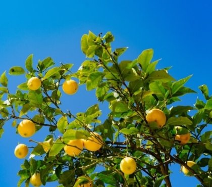 pourquoi citronnier sans fruits