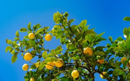 pourquoi citronnier sans fruits