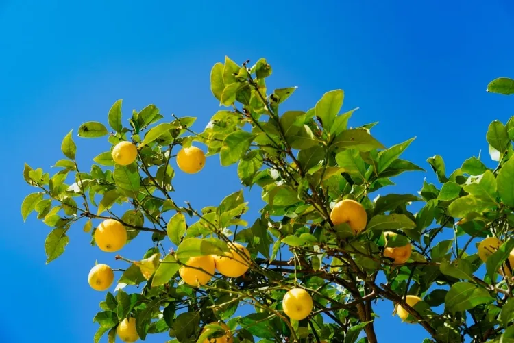 pourquoi citronnier sans fruits