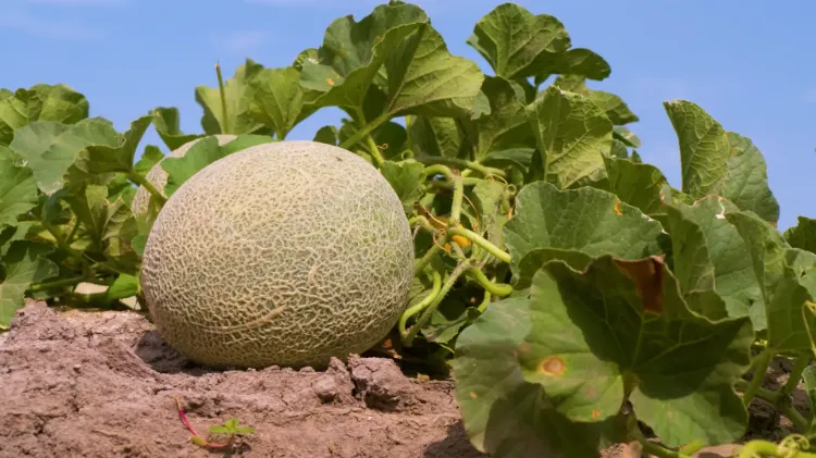 pourquoi comment tailler les melons avoir fruits plus volumineux