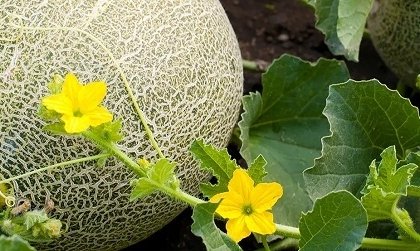 pourquoi comment tailler les melons avoir gros fruits volumineux