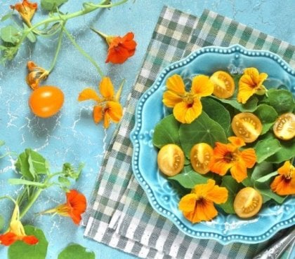 pourquoi cultiver des capucines bienfaits pot jardin recettes fleurs feuilles de capucine comestibles été 2022
