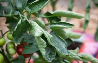 pourquoi les feuilles des tomates s’enroulent développer variétés tomates résistent courbure