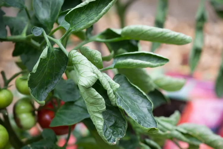 pourquoi les feuilles des tomates s’enroulent développer variétés tomates résistent courbure