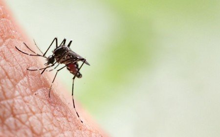 pourquoi les moustiques sont attirés par certaines personnes