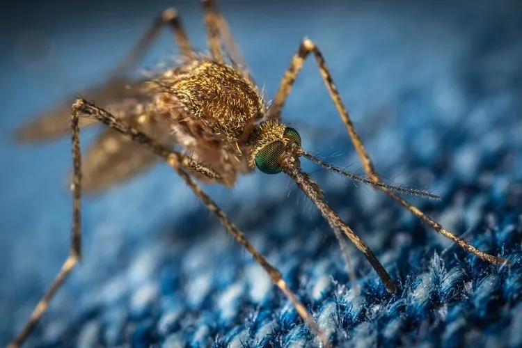 pourquoi les moustiques sont attirés par le noir