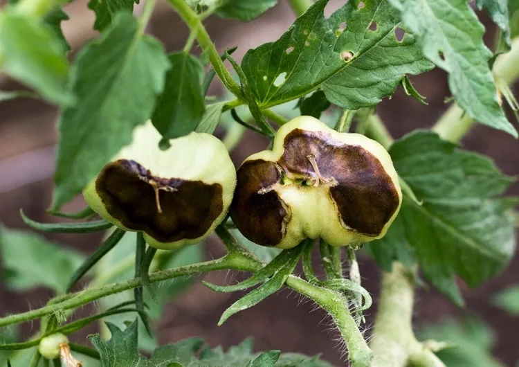 pourquoi les tomates pourrissent par le bas avant murir cause cul noir tomate pourriture apicale légumes potager