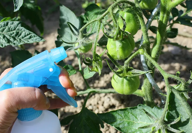 pulvériser du purin d'ortie sur les tomates 2022