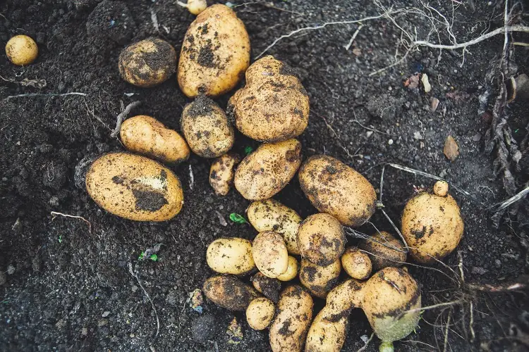 quand et comment planter des pommes de terre