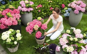 quand et comment planter un hortensia en pot entretien correcte règles d'or