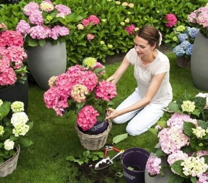 quand et comment planter un hortensia en pot entretien correcte règles d'or