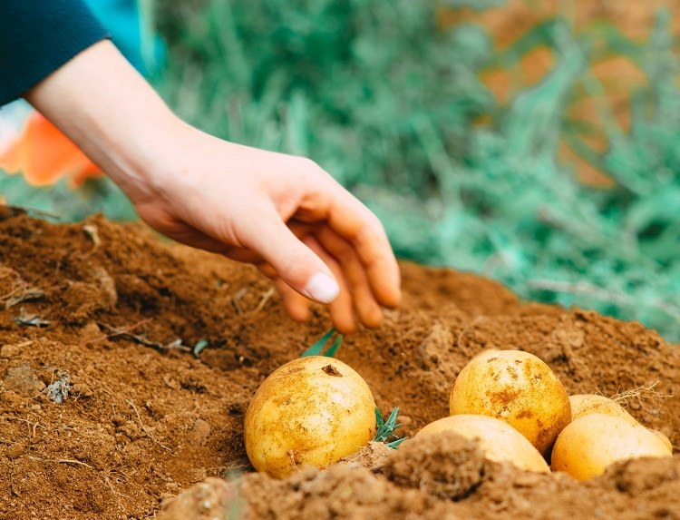 quand planter des pommes de terre