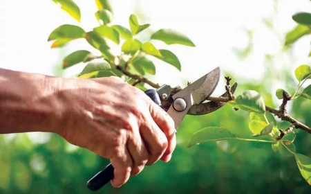 quand tailler un pommier au québec