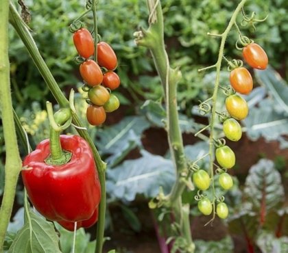 que planter avec les tomates