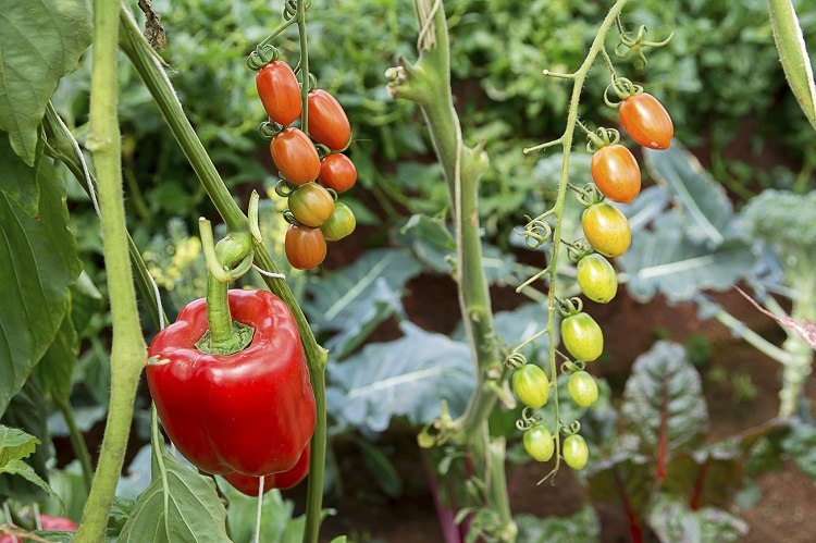 que planter avec les tomates