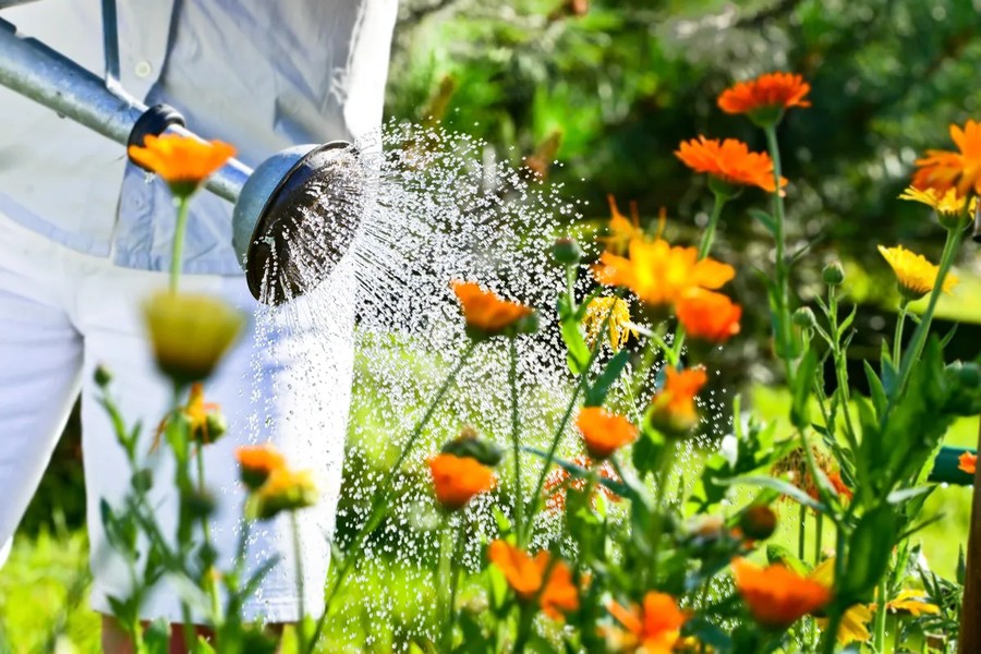 quel entretien pour les fleurs orange