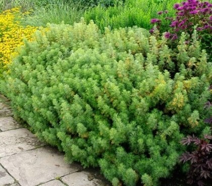 quelle plante anti moustique jardin aurone citronnelle Artemisia abrotanum