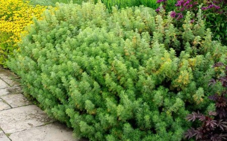 quelle plante anti moustique jardin aurone citronnelle Artemisia abrotanum