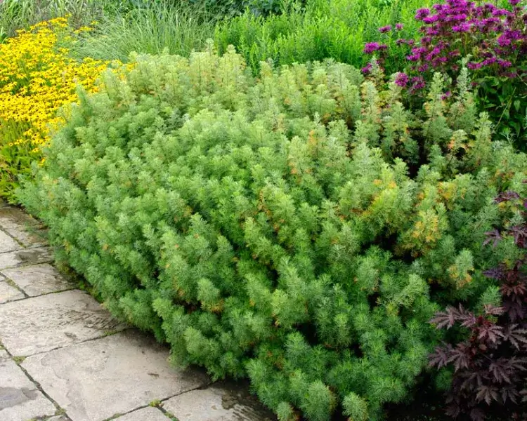 quelle plante anti moustique jardin aurone citronnelle Artemisia abrotanum