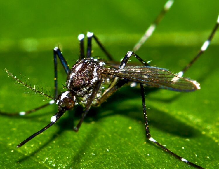 vilka färger stöter bort myggor mindre svett lätta kläder lockar insekter