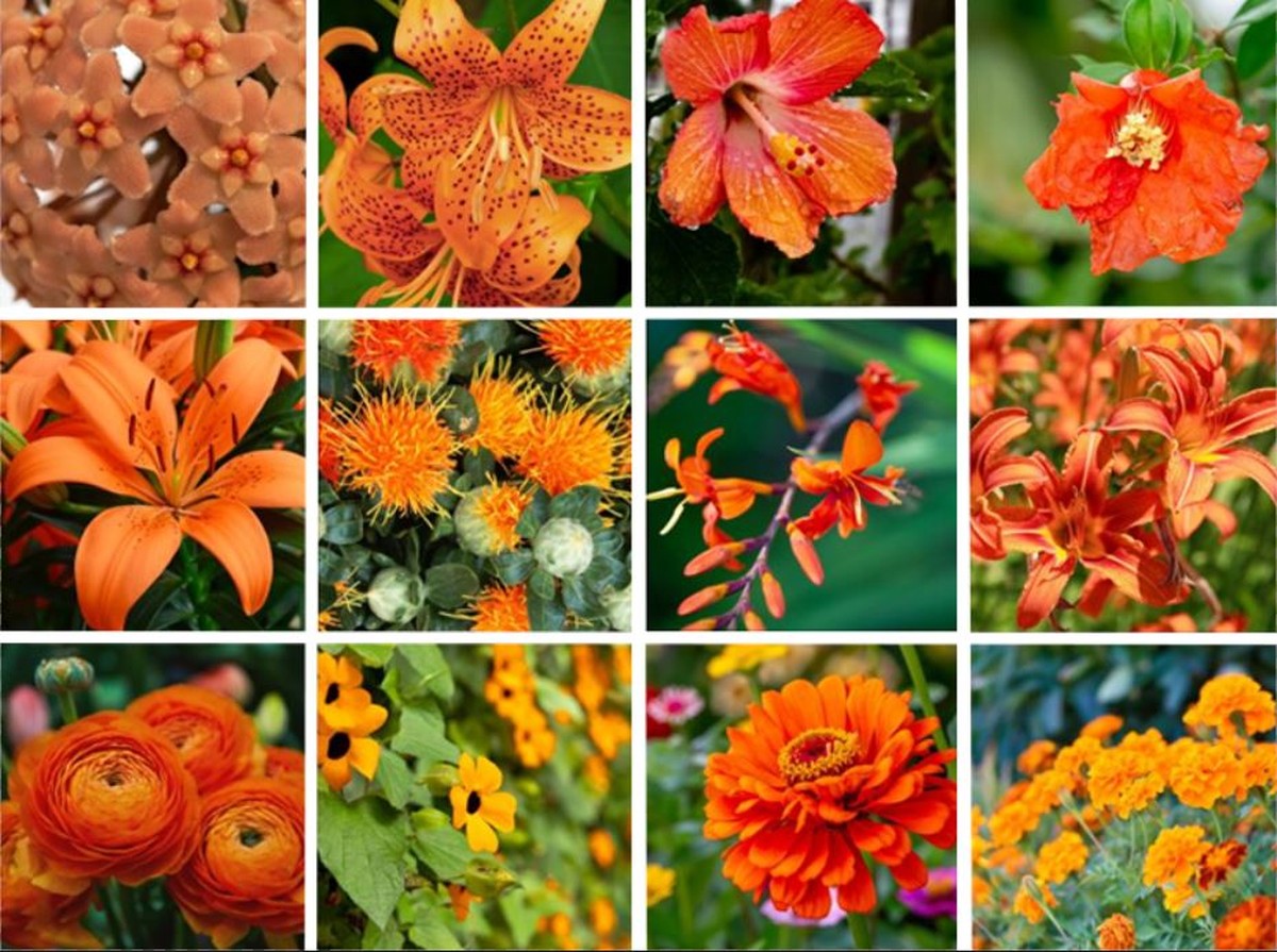 quelles fleurs orange pour colorer le jardin