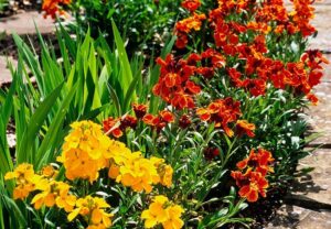 quelles fleurs planter en juillet giroflées des murailles jaune orange vif