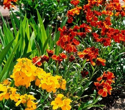 quelles fleurs planter en juillet giroflées des murailles jaune orange vif