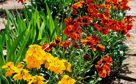 quelles fleurs planter en juillet giroflées des murailles jaune orange vif