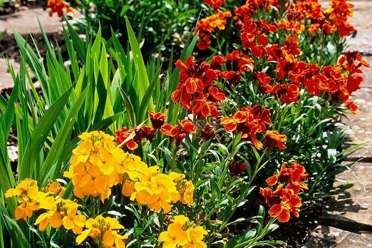 quelles fleurs planter en juillet giroflées des murailles jaune orange vif