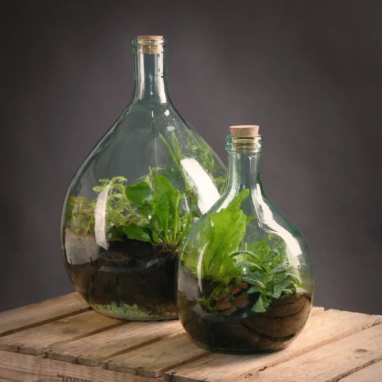 quelles plantes en bouteille comment créer terrarium autonome jardinet bonbonne