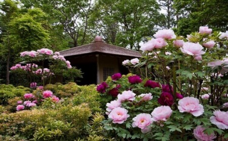 quelles plantes vivaces rustiques pour le jardin