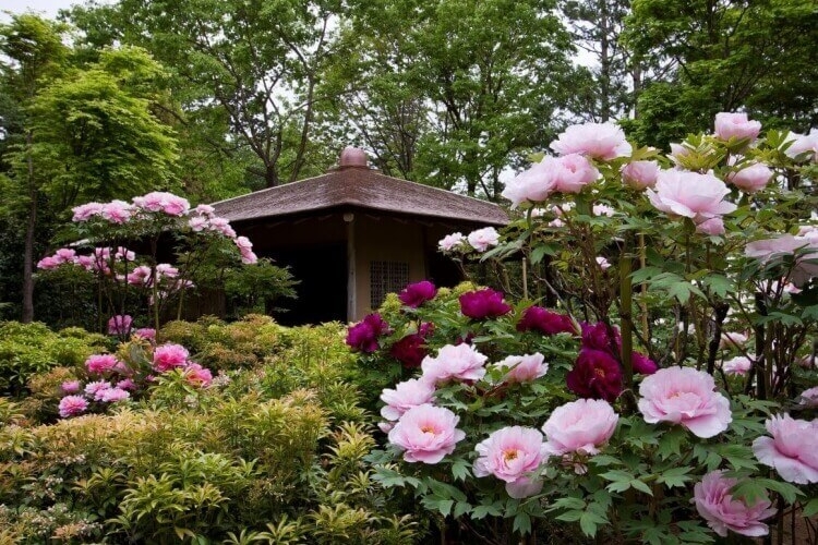 quelles plantes vivaces rustiques pour le jardin