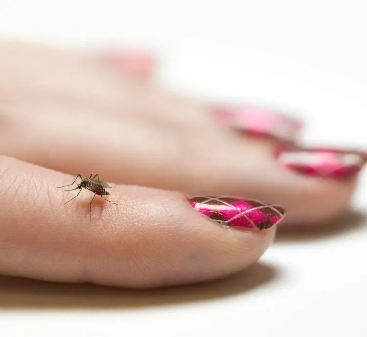 vad lockar myggor fantastisk utsikt två typer av sammansatta ögon
