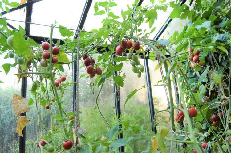 serre pour les tomates 2022