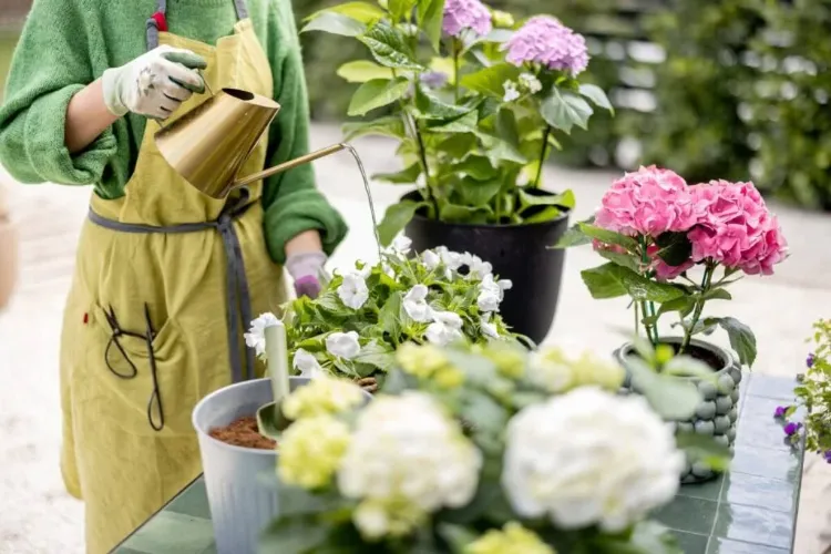 solutions pour protéger ses hortensias du soleil période canicule juillet 2022 conseils arrosage hortensia pot jardin pleine terre