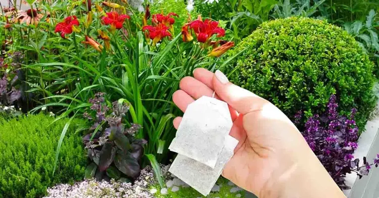 stimuler les plantes avec les sachets de thé au jardin