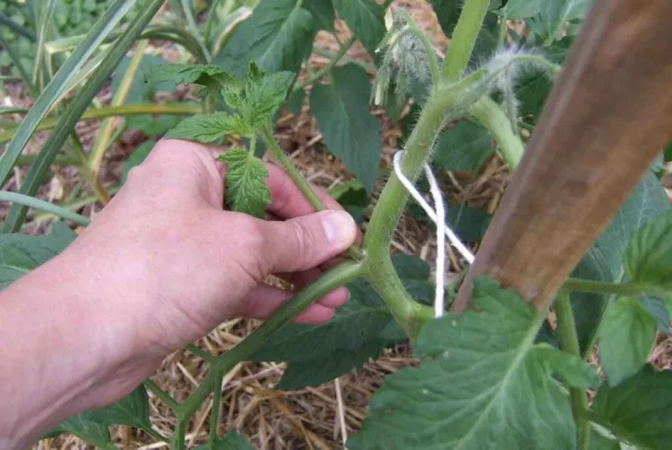technique taille des tomates en hauteur