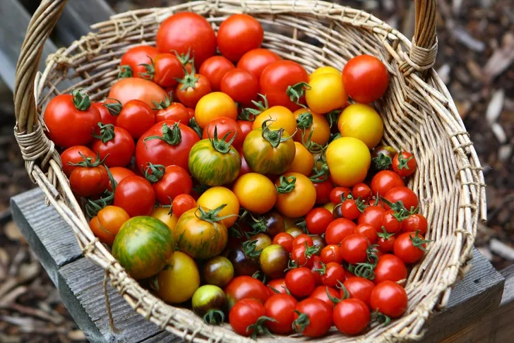 tomate fruit ou legume culture à planter