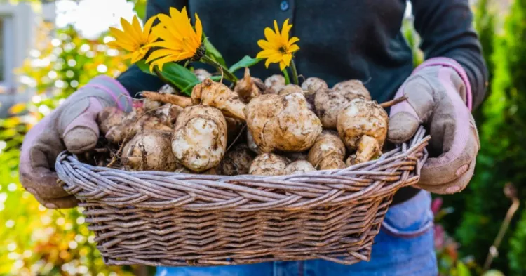 top 5 des légumes qui n'ont pas besoin d'eau 2022